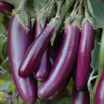 Brinjal (10)-7408355-29593.webp